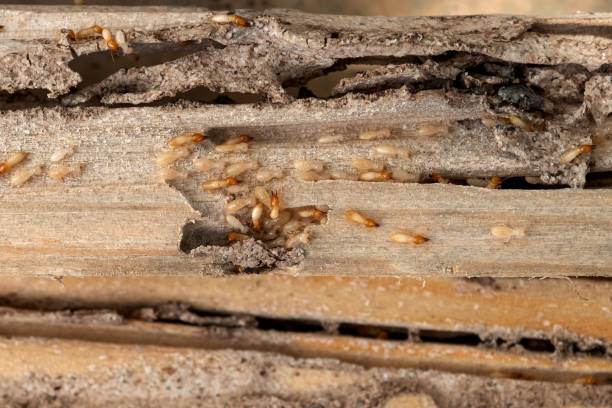 Best Pest Removal Services  in Sidney, MT